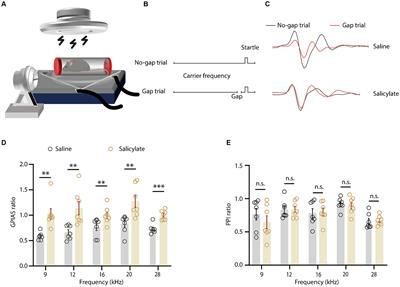 Characterization of the neural circuitry of the auditory thalamic reticular nucleus and its potential role in salicylate-induced tinnitus